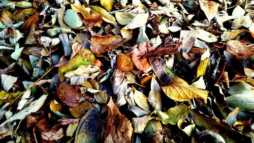 High angle view of fallen autumn leaves