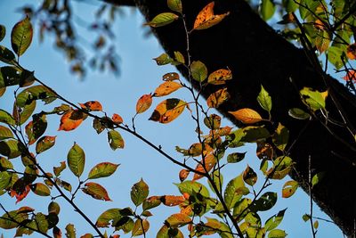 Low angle view of tree against sky