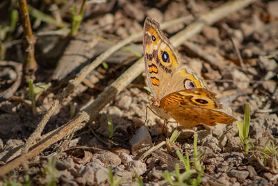 Close-up of butterfly on field