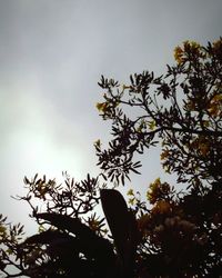 Low angle view of trees against sky