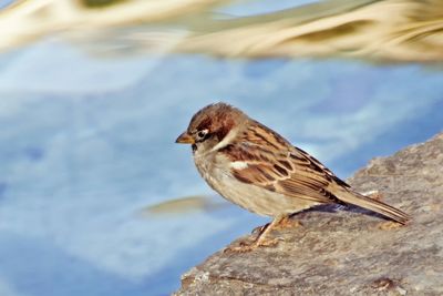 Close-up of bird perching outdoors