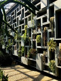 Potted plants outside building in city