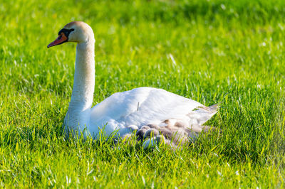 Side view of a duck on field