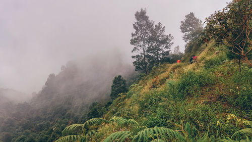 nature