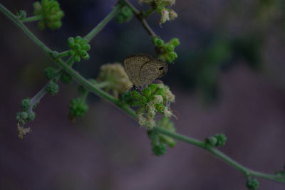 Close-up of butterfly on plant