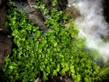 High angle view of vegetables on land