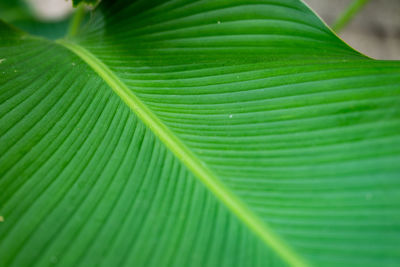 Close-up of green leaves