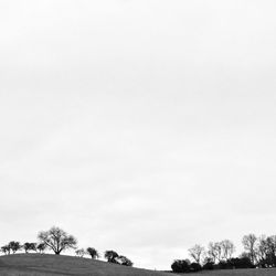 Low angle view of trees against sky