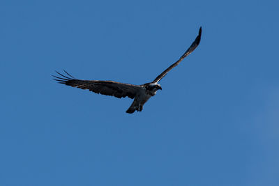 Low angle view of eagle flying in sky