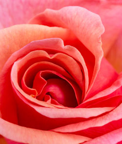 Close-up of pink rose