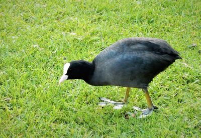 Close-up of bird on field