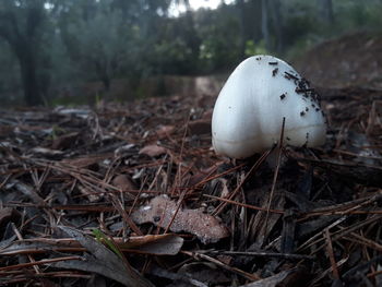 Close-up of mushroom growing on field