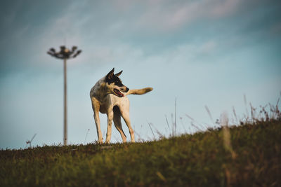 View of dog on field against sky