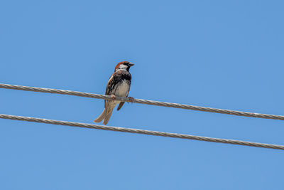 Low angle view of bird perching on cable