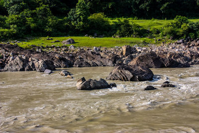 View of ducks on rock