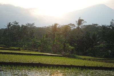 Scenic view of agricultural field against sky