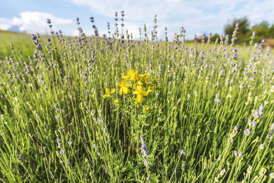 Fresh yellow flowering plants on field against sky