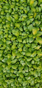 Full frame shot of green beans