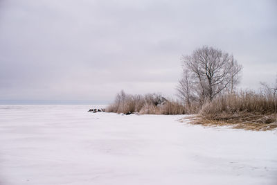 Trees on snow covered landscape against sky