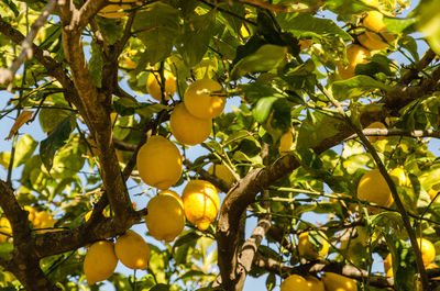 Low angle view of fruits growing on tree