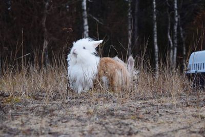 Rabbit on field