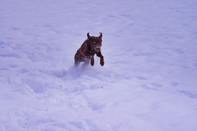 Dog running on snow covered field