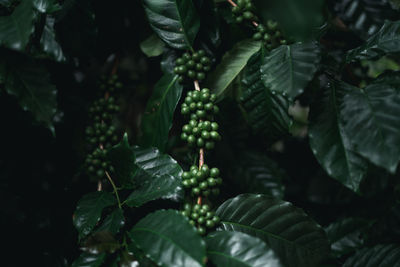 Close-up of coffee beans growing on branches