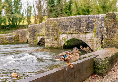 Female mallard duck sitting on the bank of the river wye