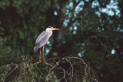 Bird perching on a tree