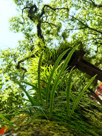 Low angle view of trees