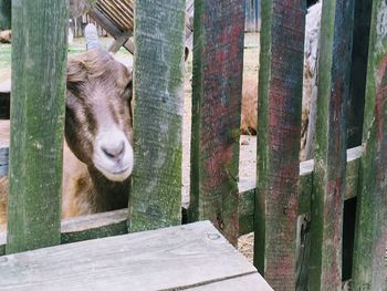 View of a horse on fence