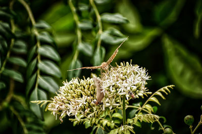Close-up of butterfly pollinating on flower