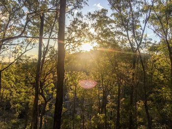 Sunlight streaming through trees in forest