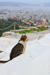 Cat sitting on top of acropolis 