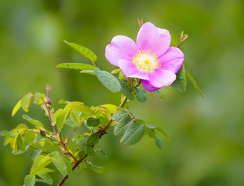 Close-up of pink flowering plant