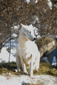 animal
