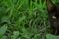 Close-up of lizard on leaf