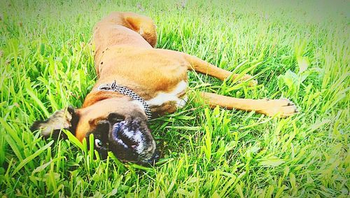 Dog lying on grassy field