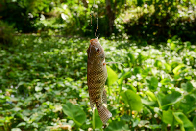 Close-up of dead fish hanging on plant