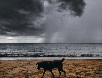 Dog walking at beach