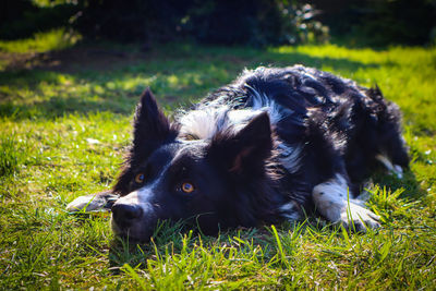 Black dog looking away on field