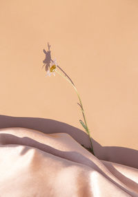 Close-up of flowering plant against wall