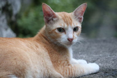 Close-up of ginger cat looking away