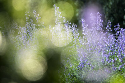 Close-up of purple flowering plant