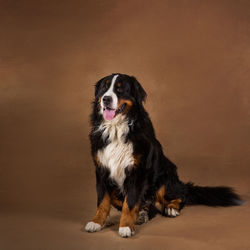 Portrait of dog sitting on floor against gray background