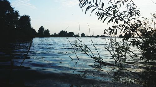 Reflection of trees in water