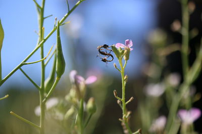 Close-up of bee pollinating on flower