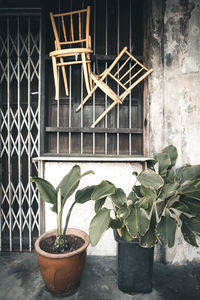 Close-up of potted plant against window of building