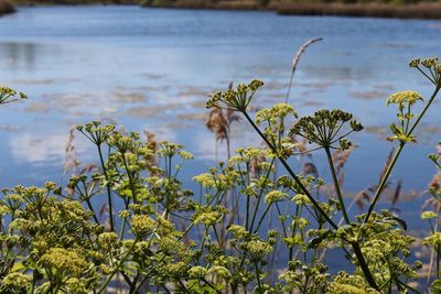 Close-up of flowering plant by lake