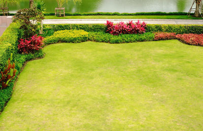 Red flowering plants in garden